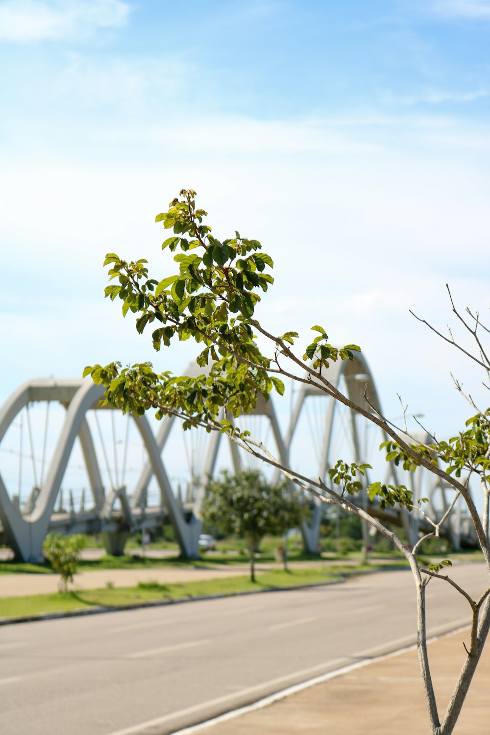 green tree with green leaves during daytime