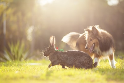 Probleme und Lösungen bei Kaninchengeburten: Erfahren Sie, wie Sie Ihrer Häsin helfen können