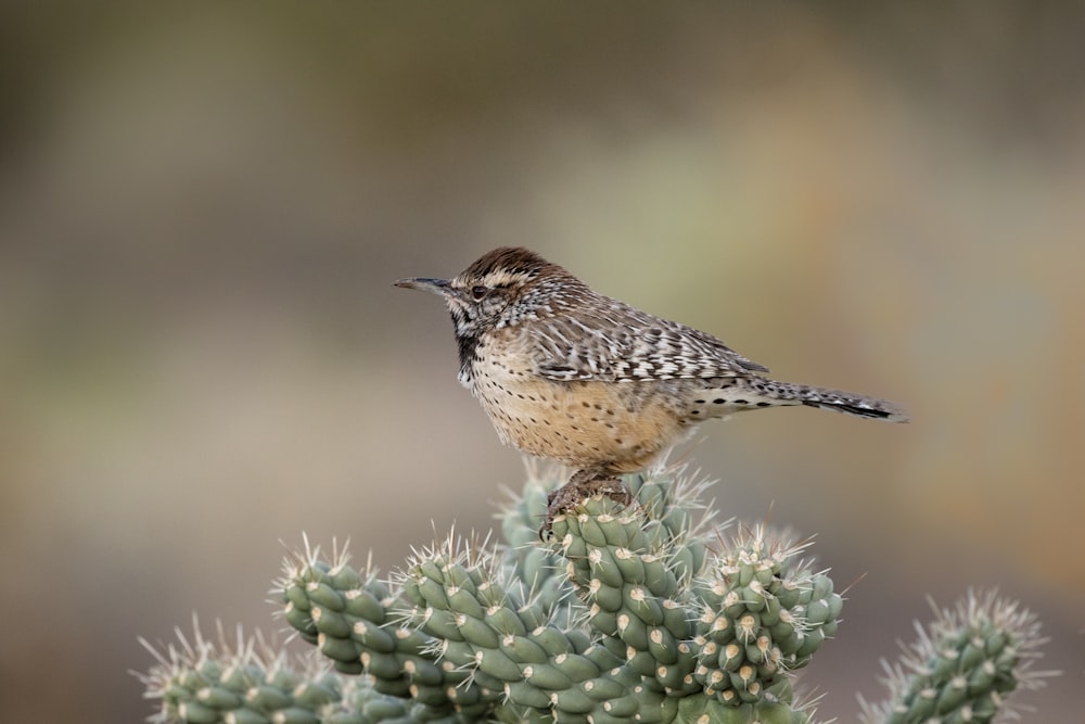 brown and black bird on green plant