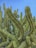 green cactus under blue sky during daytime