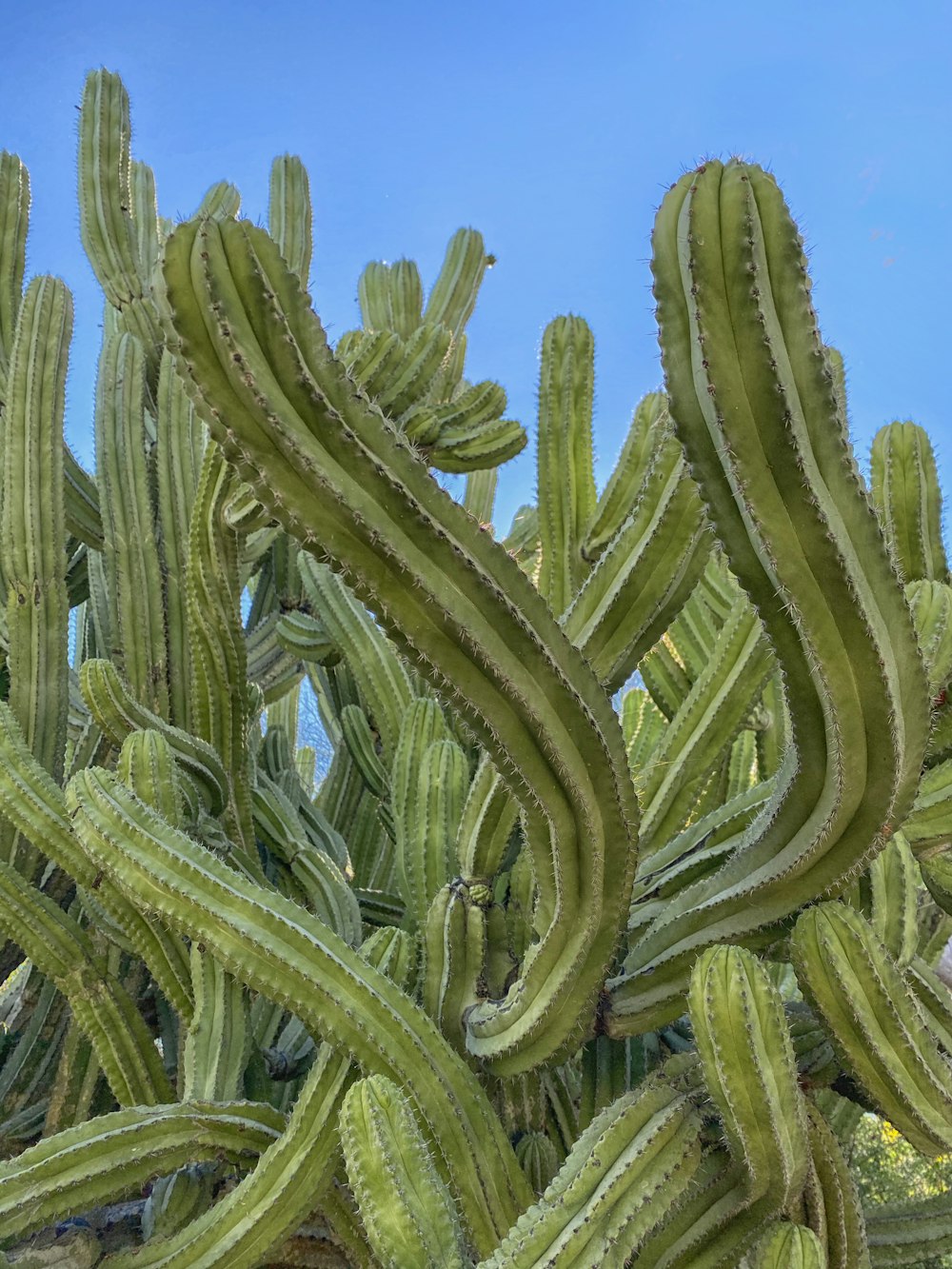 cactus verde sotto il cielo blu durante il giorno