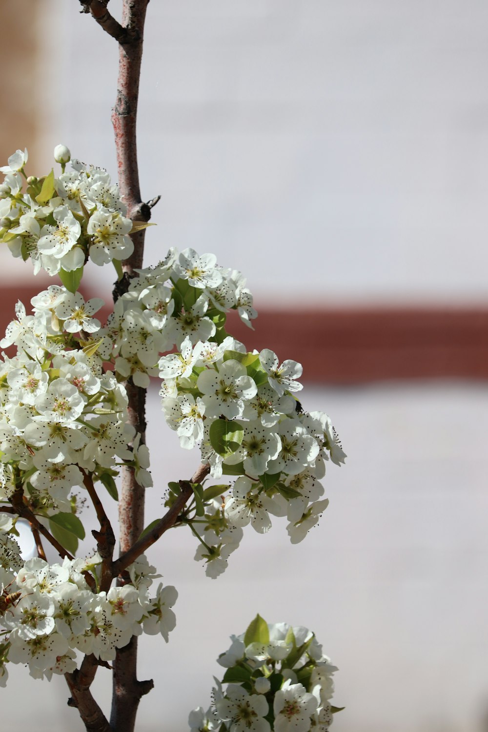 white flowers with green leaves