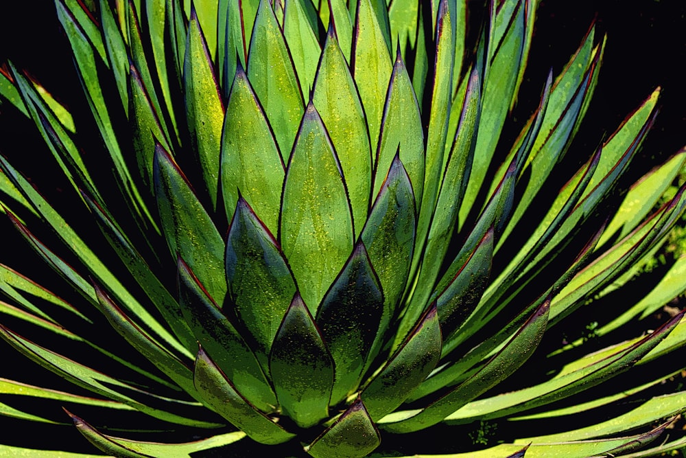 green and blue plant leaf