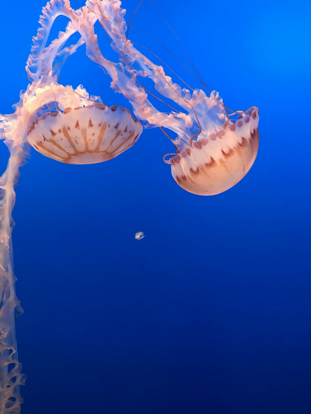 Medusas azules y blancas bajo el agua