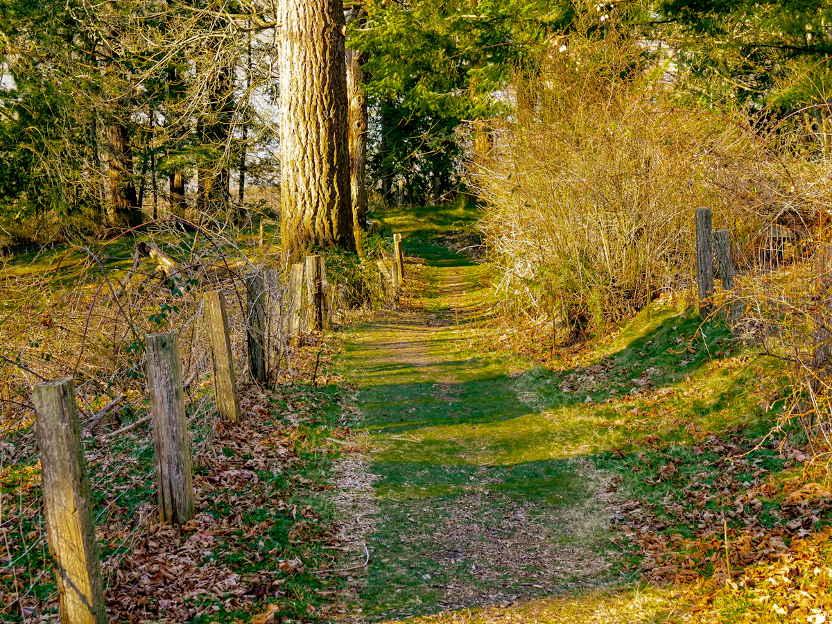 A grassy track between wooden fence posts and tall trees at Chuckanut, in low sun