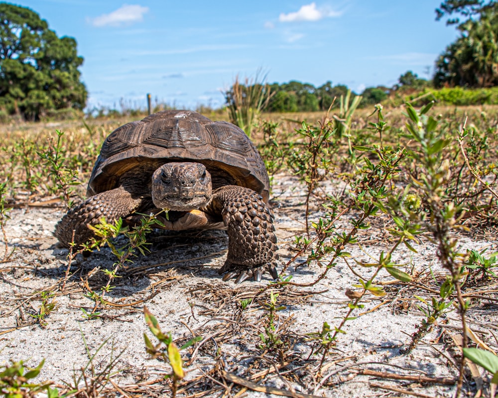 Braune Schildkröte auf grünem Gras während des Tages