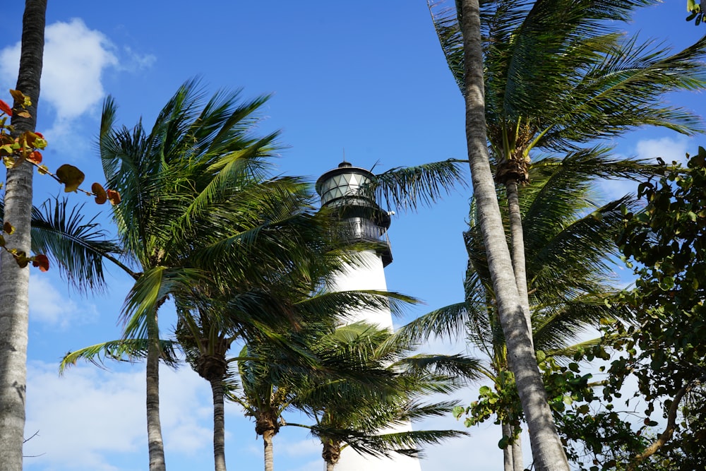white and black lighthouse near palm trees under blue sky during daytime