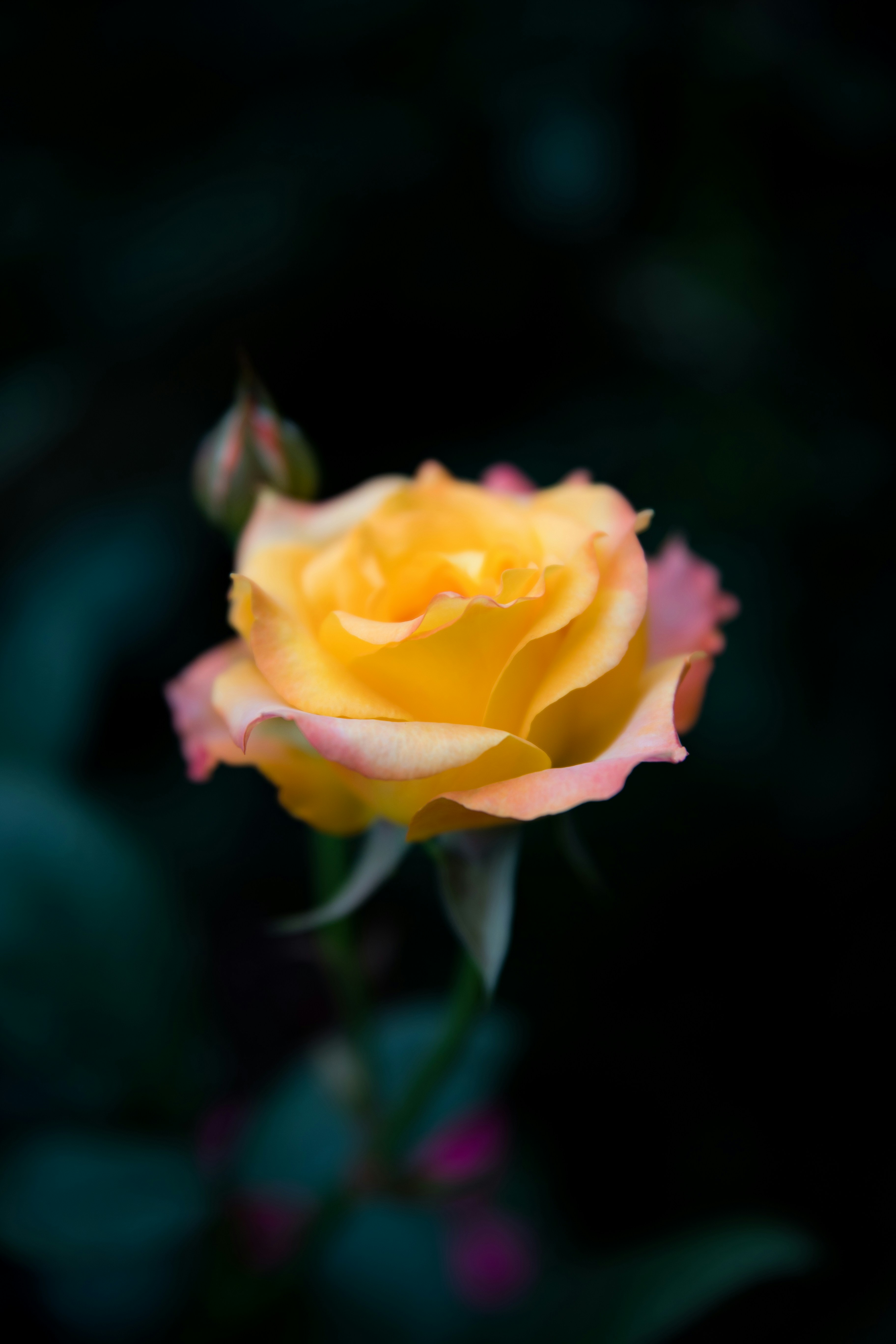 yellow rose in bloom during daytime