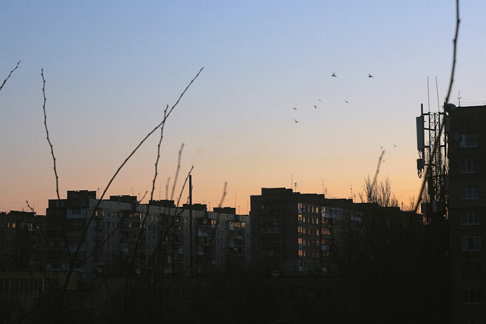 silhouette of flock of birds flying over the city during sunset