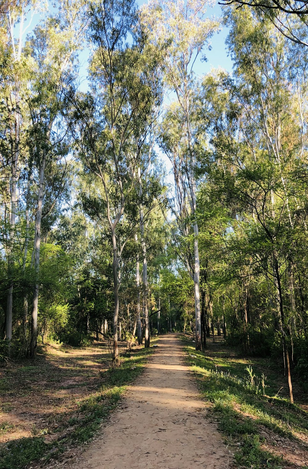 arbres verts sur sol brun pendant la journée