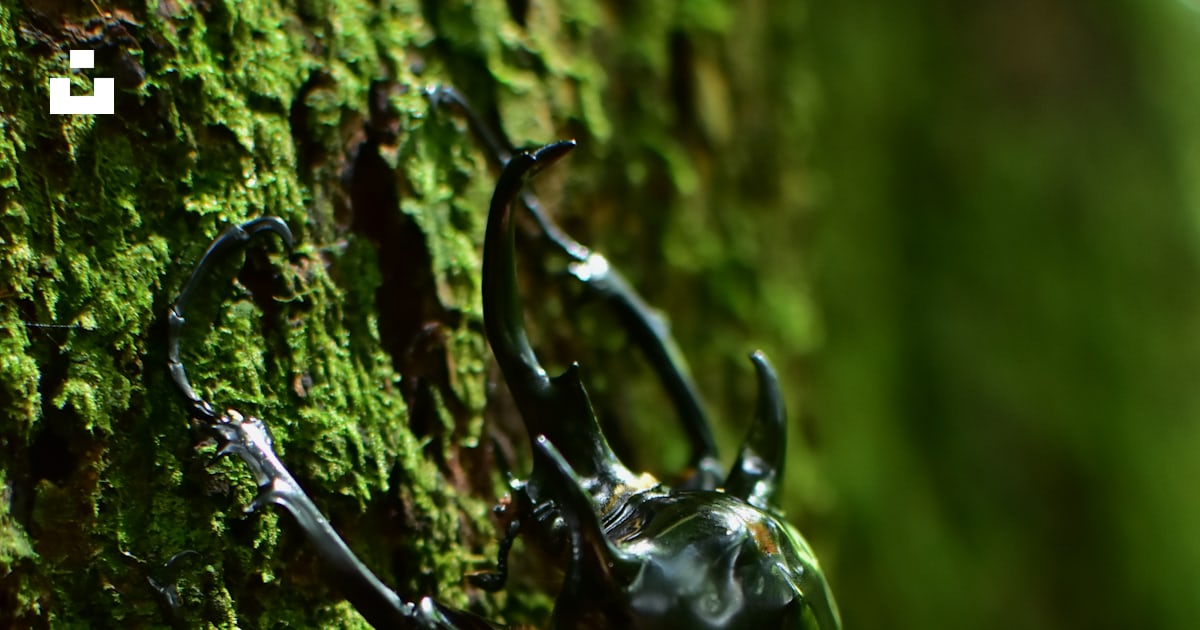 A large black insect on a mossy tree photo – Free Insect Image on Unsplash