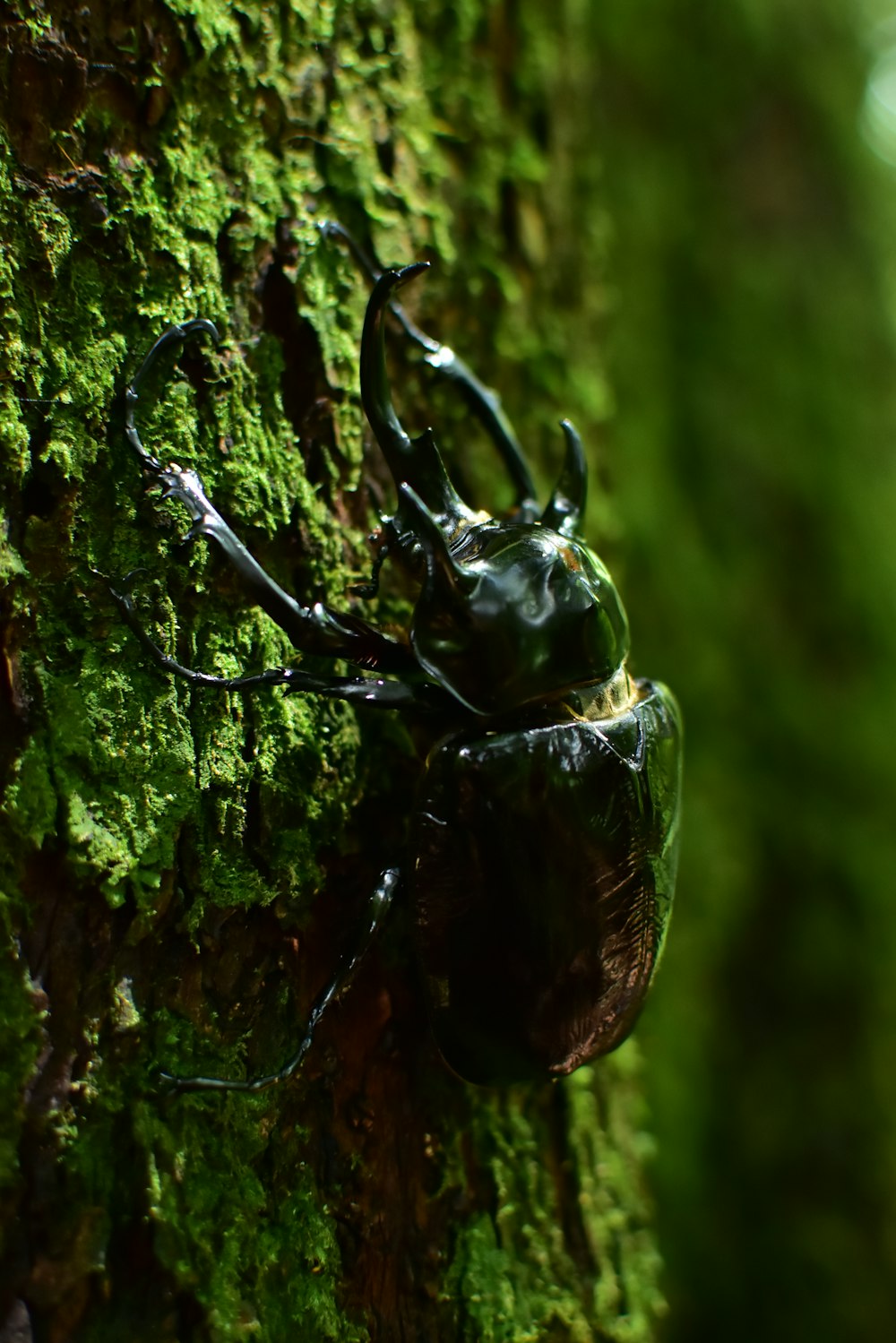 a large black insect on a mossy tree