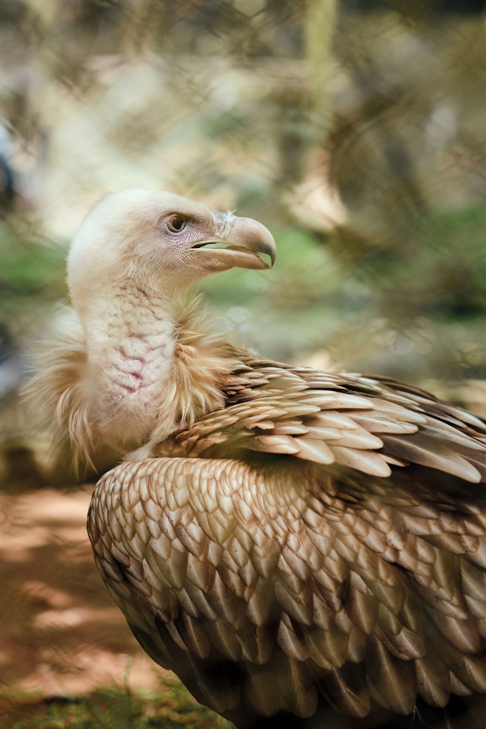 brown and white bird in close up photography