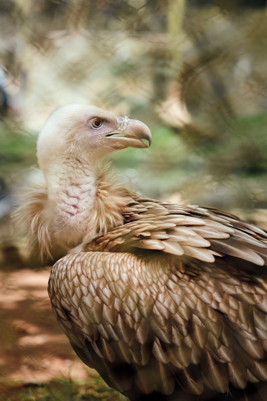 brown and white bird in close up photography in Trivandrum India