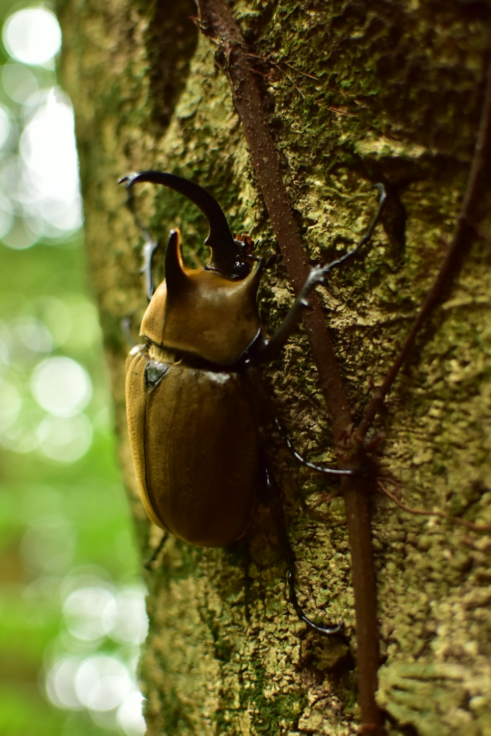 brown and black beetle on brown tree branch during daytime