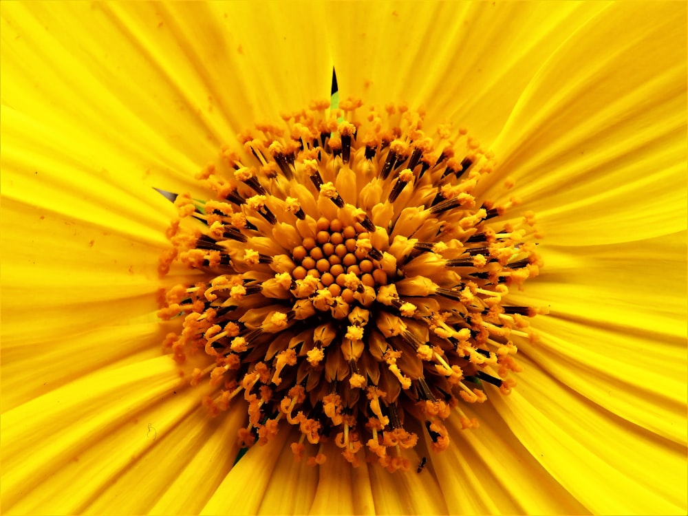 yellow flower in macro lens