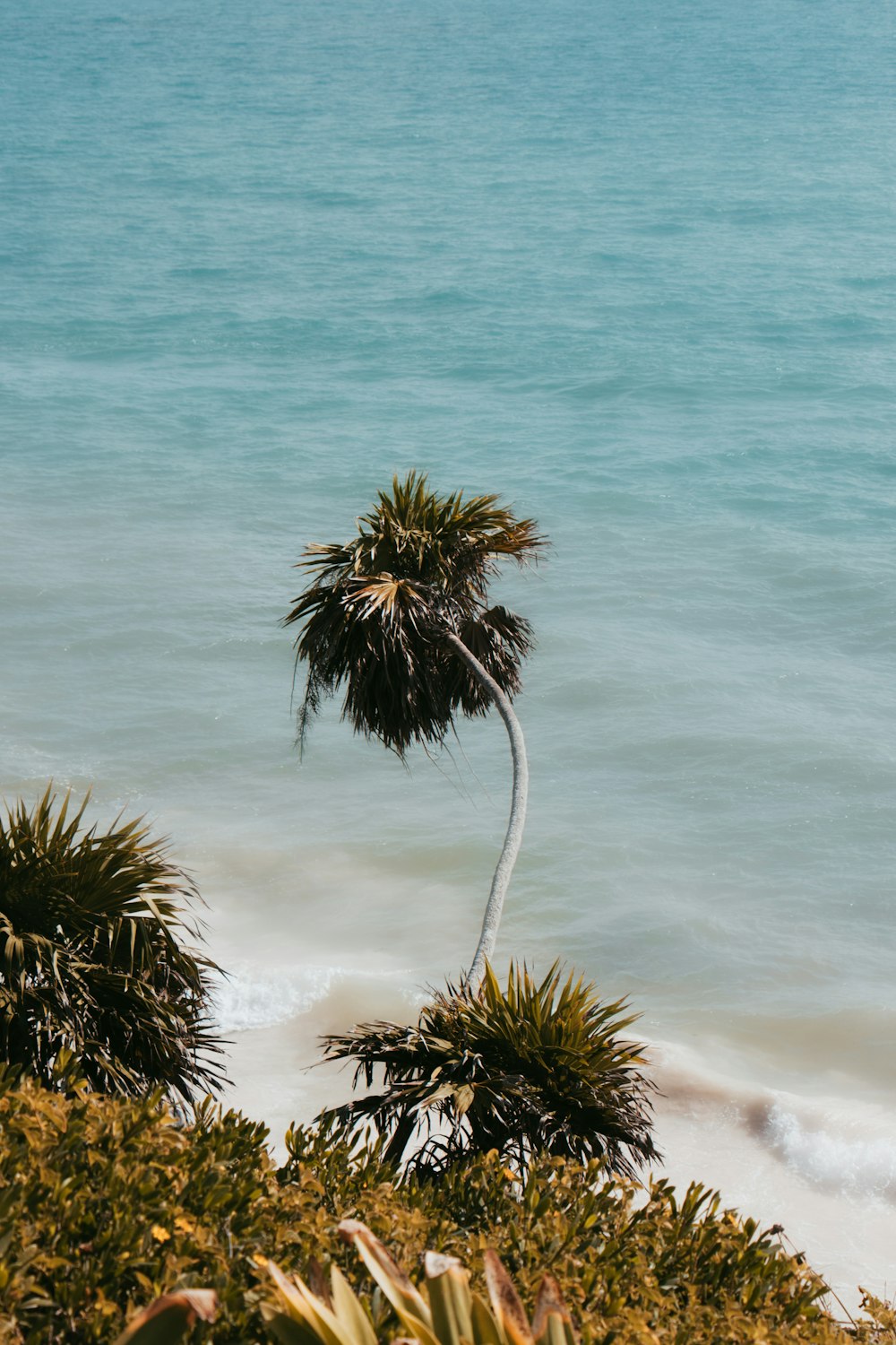 green palm tree under blue sky during daytime