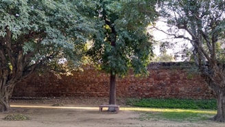 A serene outdoor scene with a wooden bench under a blooming tree in gentle sunlight.