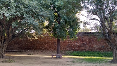 A serene outdoor scene with a wooden bench surrounded by oak trees and dappled sunlight.