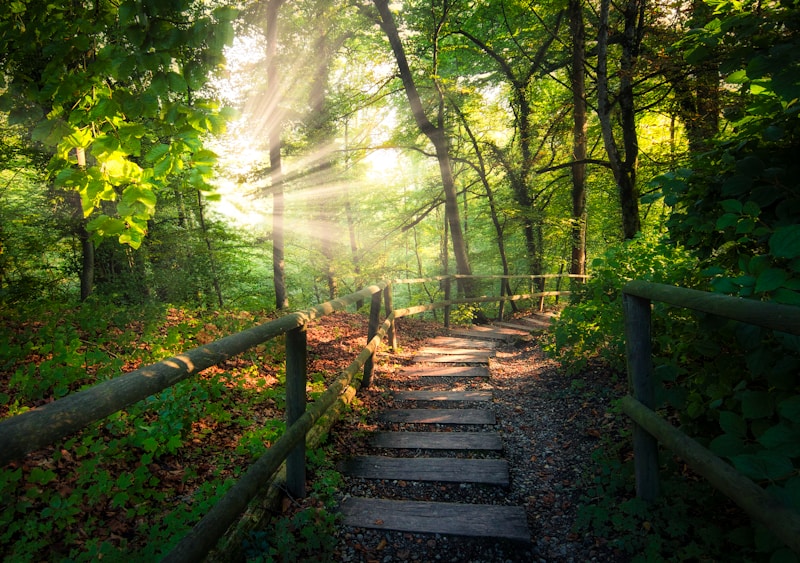 brown wooden bridge in forest during daytime