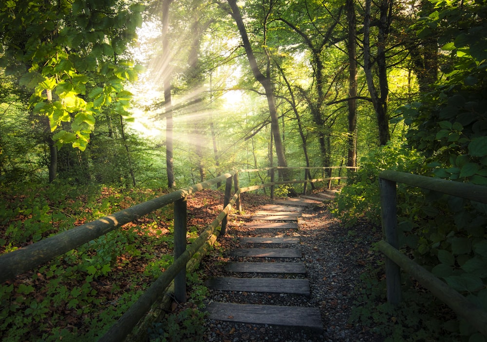 brown wooden bridge in forest during daytime