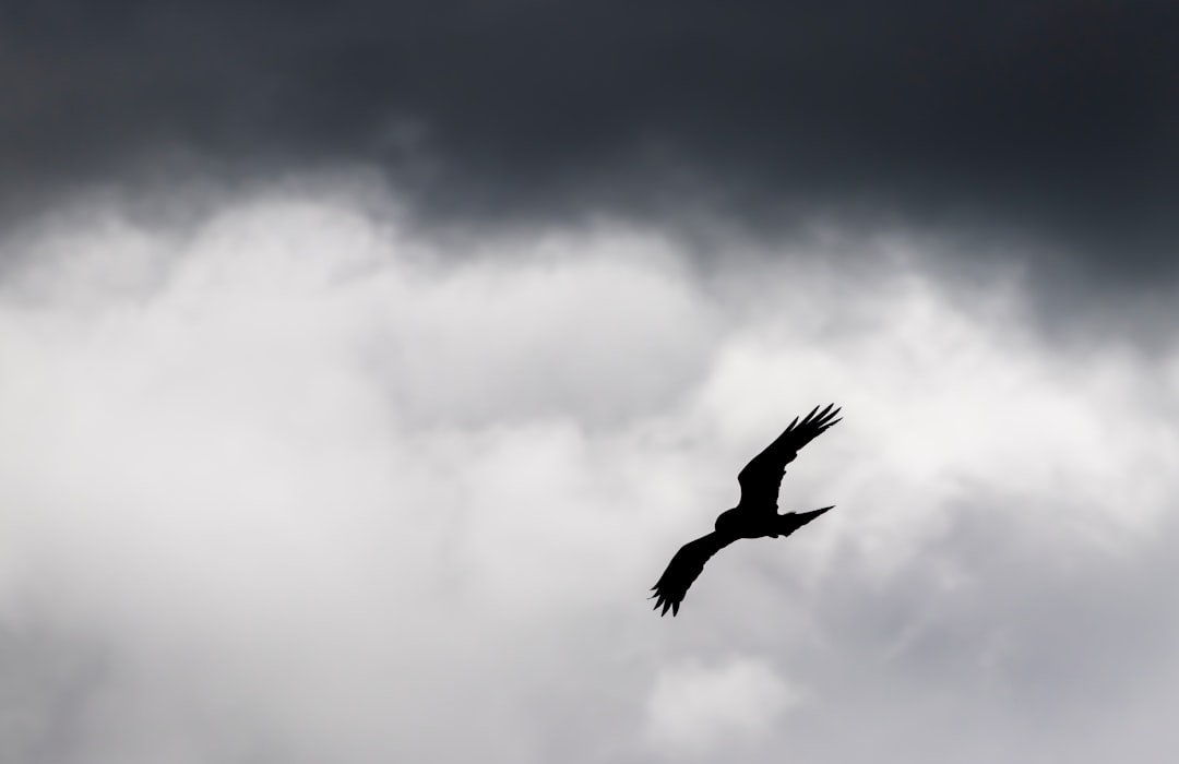 black bird flying under white clouds during daytime