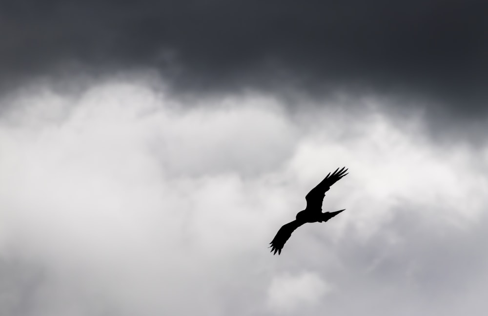 Schwarzer Vogel fliegt tagsüber unter weißen Wolken