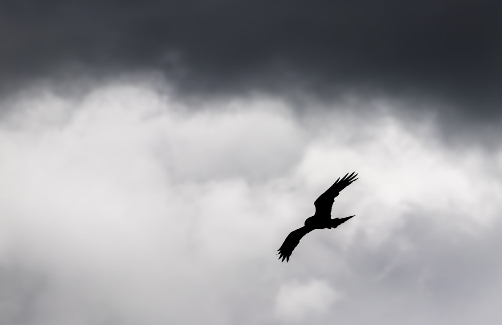 black bird flying under white clouds during daytime