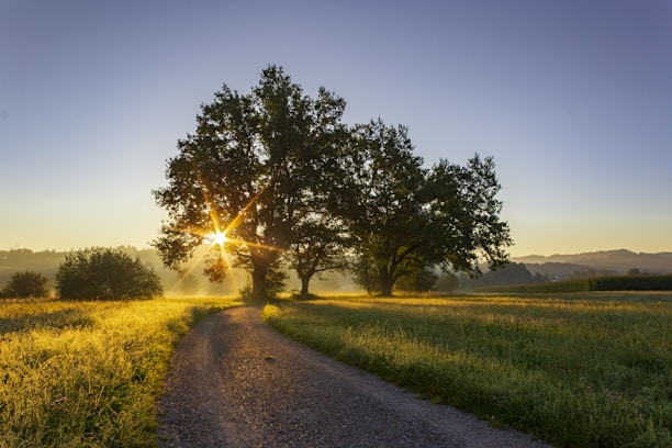 green grass field and trees during daytime
