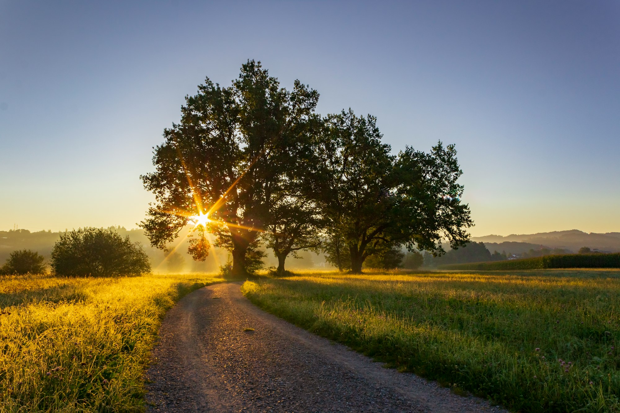 Sun rising behind a tree