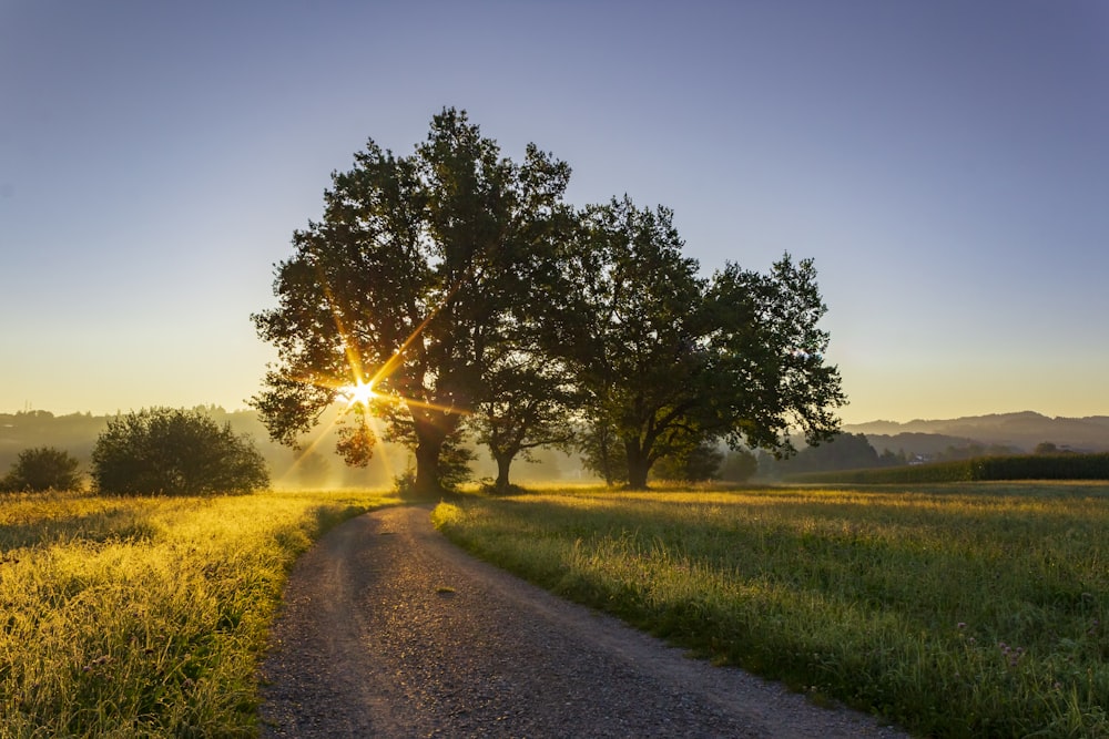 Champ d’herbe verte et arbres pendant la journée