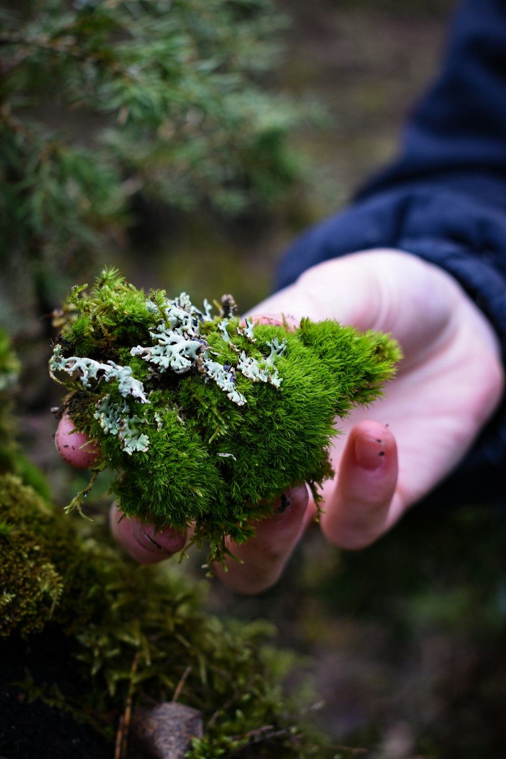 person holding white flowers during daytime