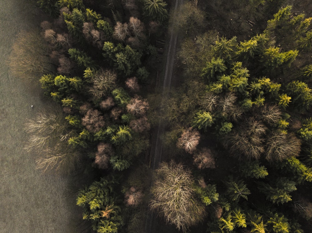 aerial view of green trees