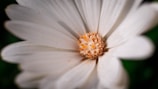 A close-up of a flower showcasing detailed textures.