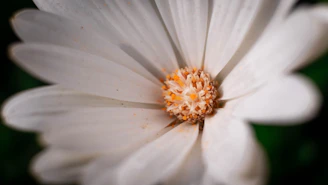 A close-up of a colorful flower with intricate details and textures.