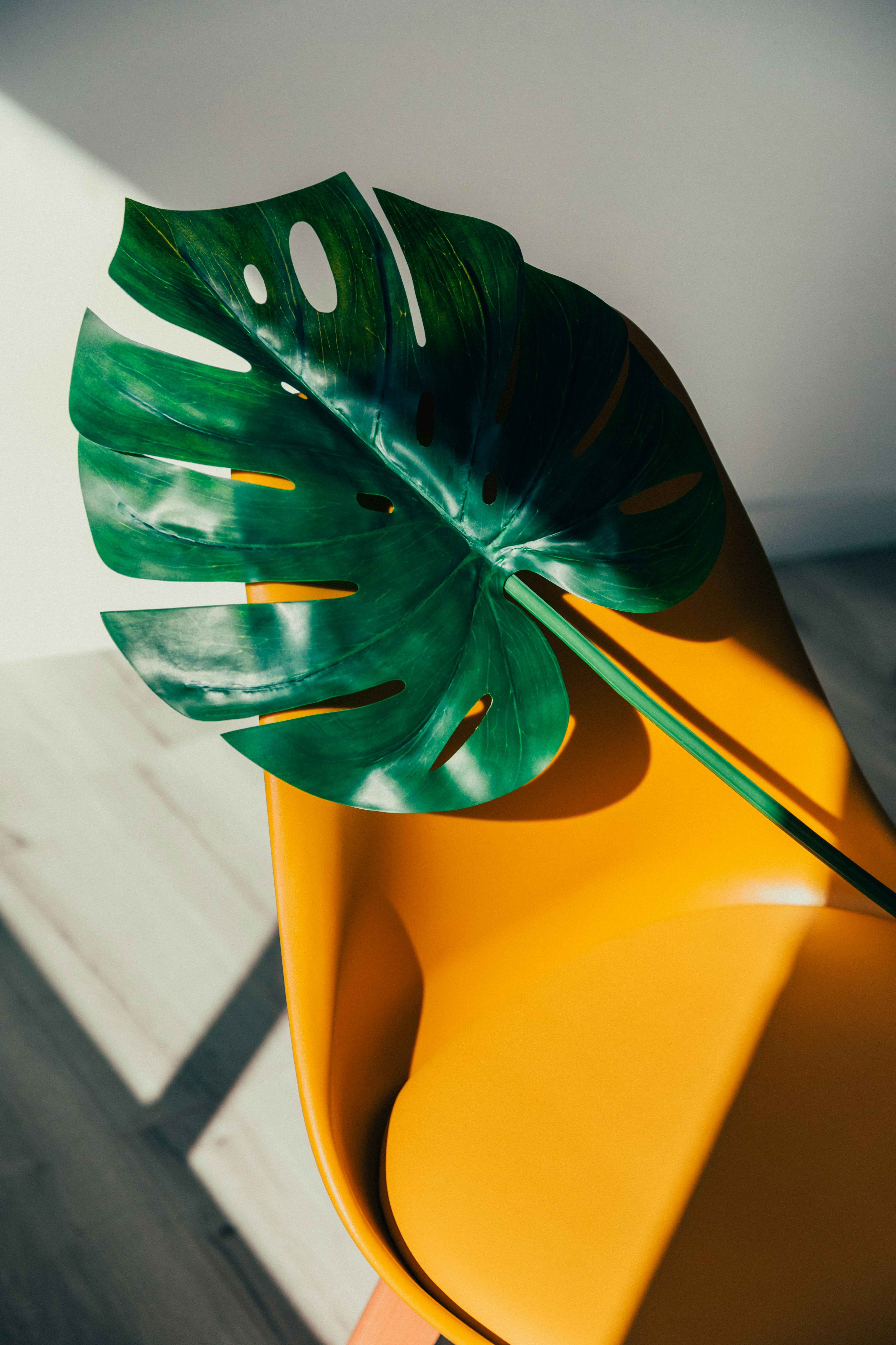 Green swiss cheese plant plant on top of a yellow chair