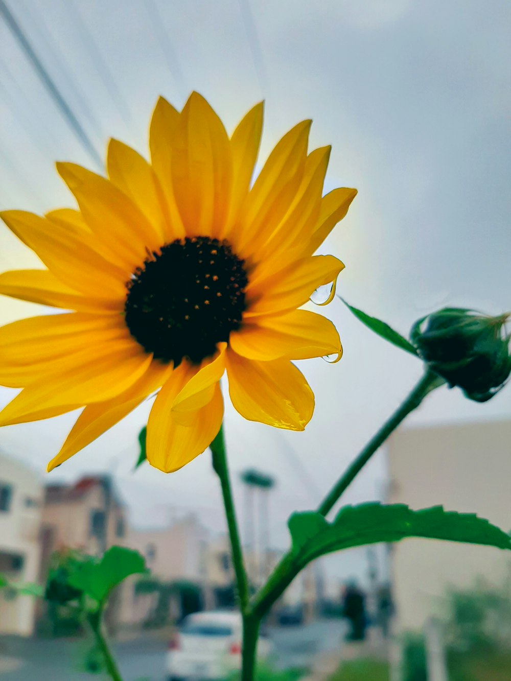 yellow sunflower in bloom during daytime