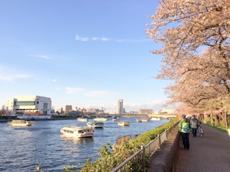 Sumida River Sakura
