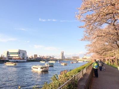 Sumida River Sakura