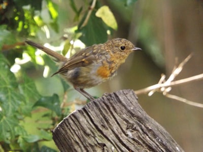 brown and black bird on brown tree branch during daytime