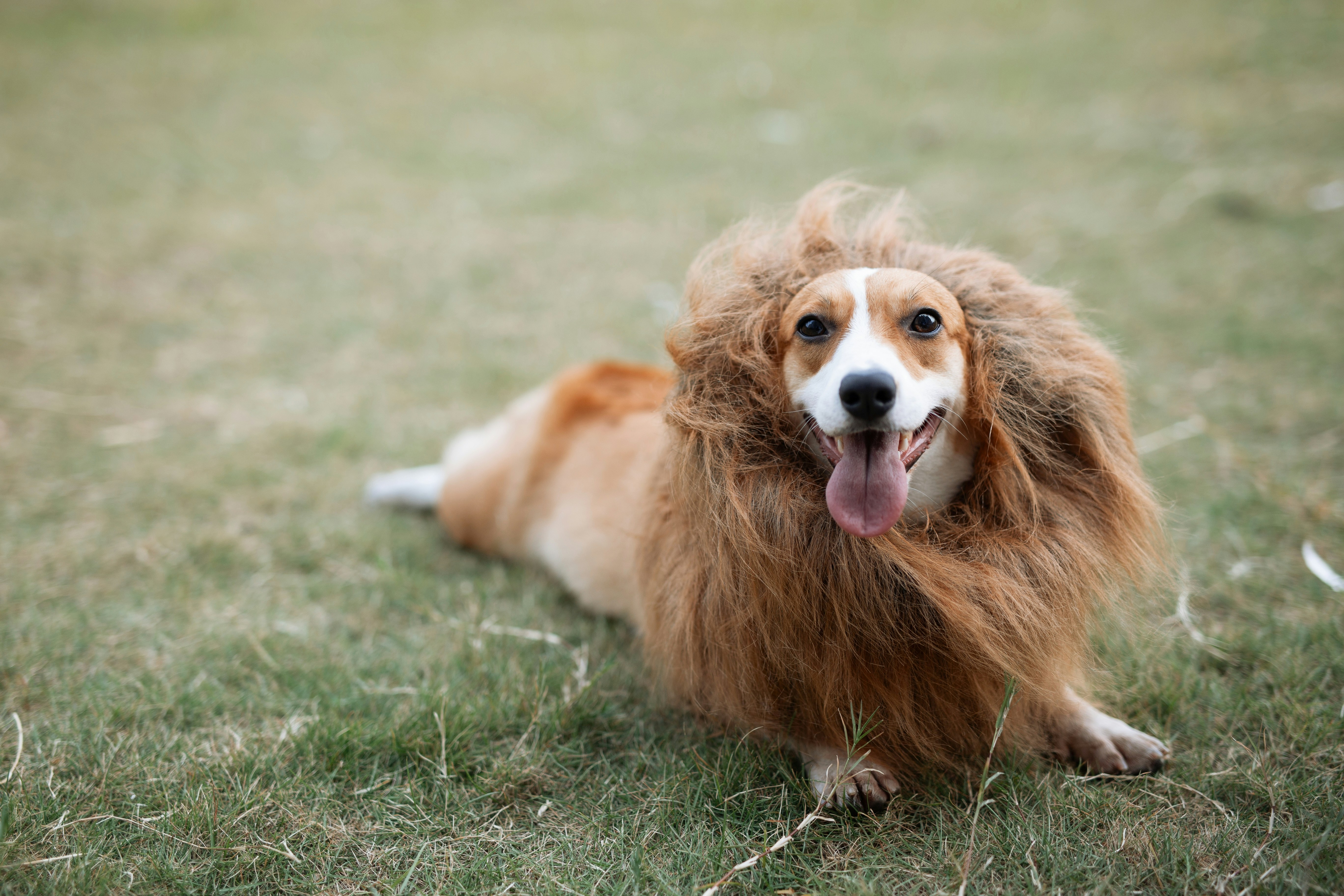 昼間の緑の芝生のフィールドに茶色と白の長いコート犬の写真 Unsplashで見つける犬の無料写真