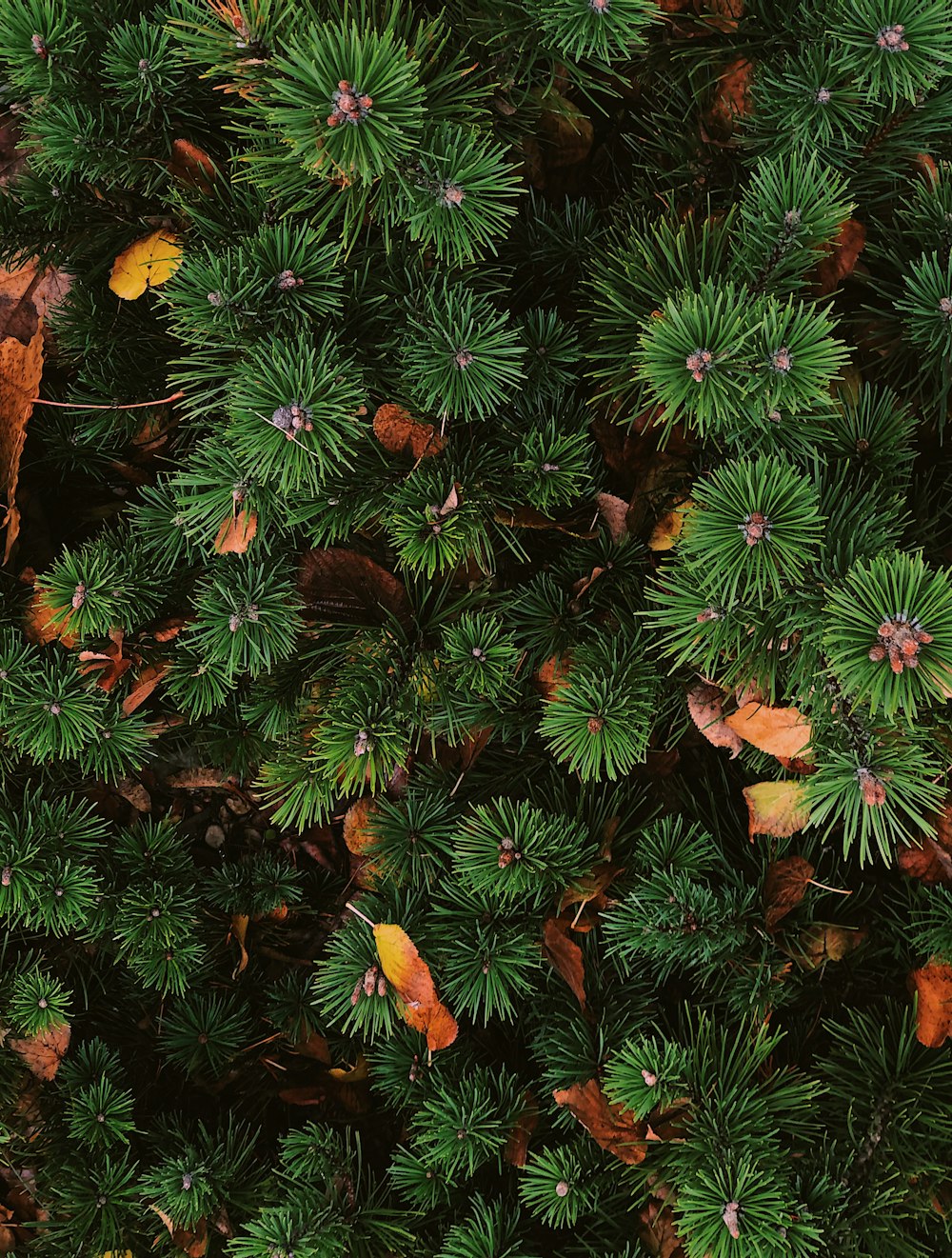 yellow and red flowers with green leaves