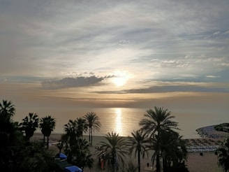 palm trees near body of water during sunset
