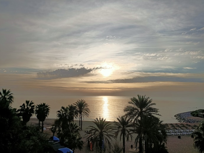 palm trees near body of water during sunset