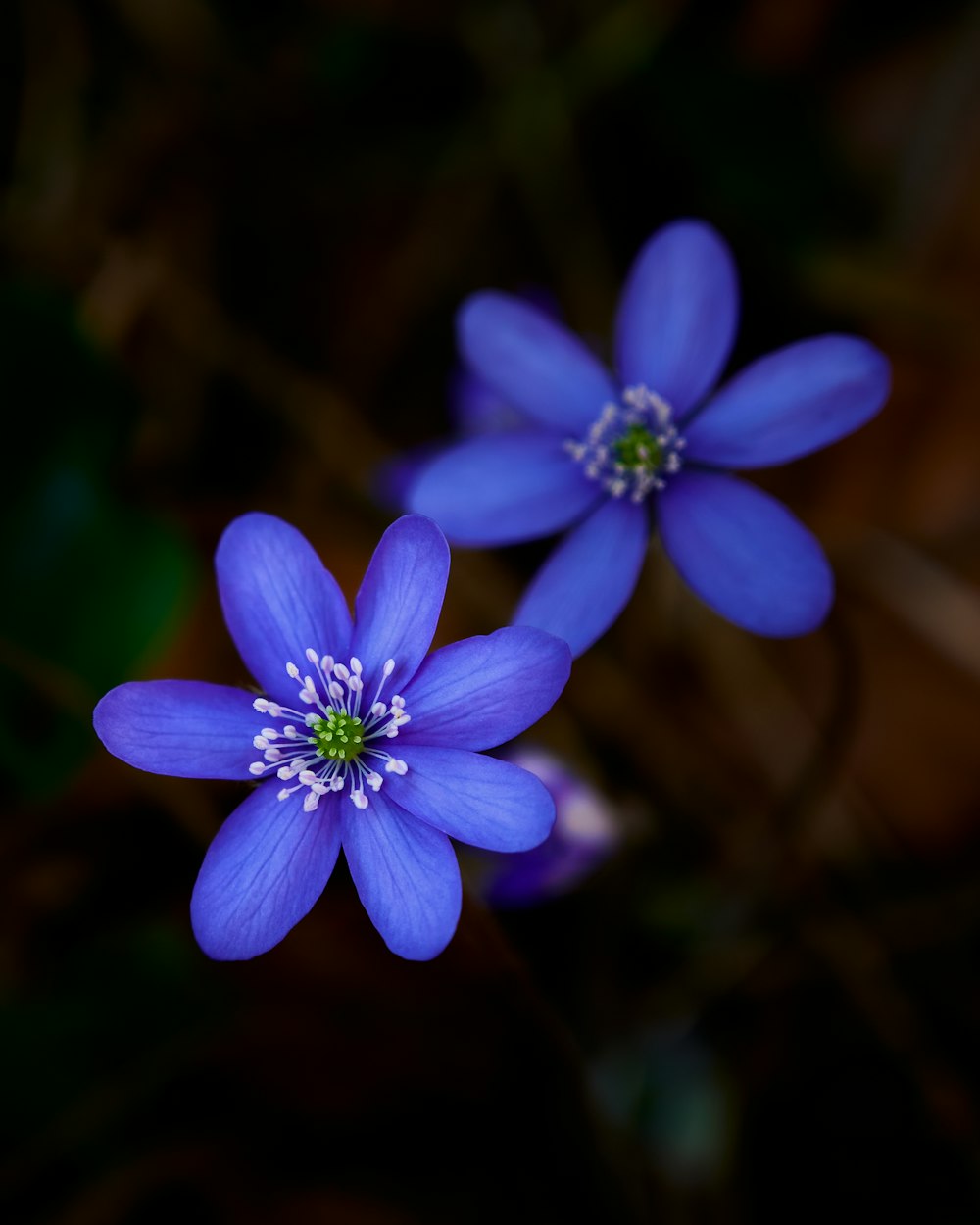 flor púrpura en lente de cambio de inclinación