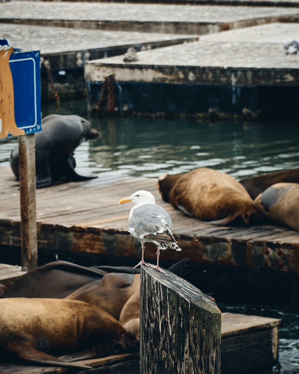 white bird on brown wooden dock during daytime