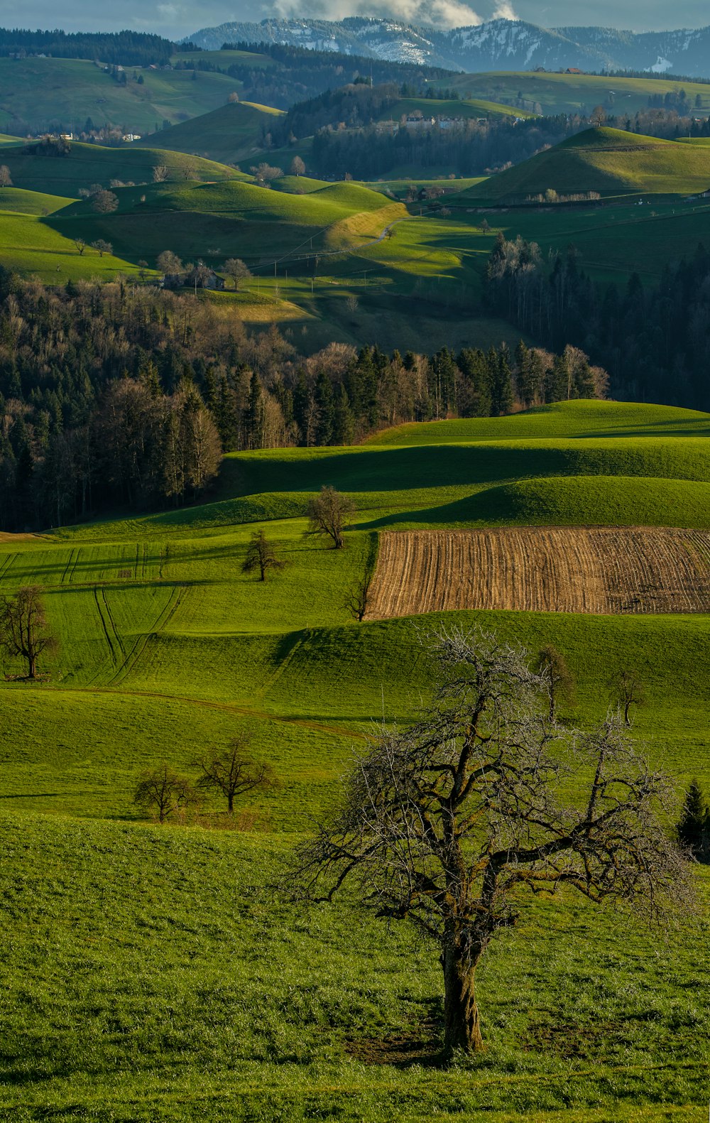 Champ d’herbe verte et arbres pendant la journée