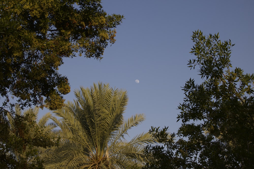 green palm tree under blue sky during daytime