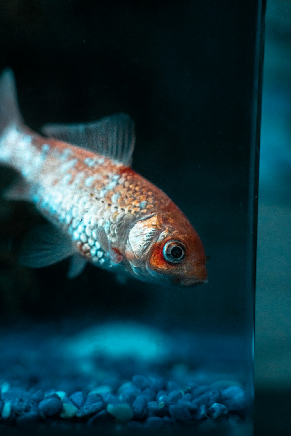 orange and white fish in fish tank