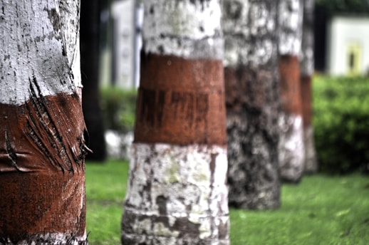 A row of trees with distinct white and brown bands on the trunks. The grass in the background is lush and green, indicating a well-maintained environment. The image has a shallow depth of field, blurring the trees further away.